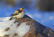 Snow Bunting (Plectrophenax nivalis) female resting, Helsinki, Finland, December