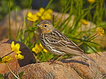 Red-throated Pipit (Anthus cervinus) amongst wildflowers, Norway, July