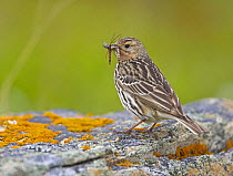 Red-throated Pipit (Anthus cervinus) carrying insect prey in beak, Norway, June