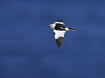 Snow Bunting (Plectrophenax nivalis) male flying, summer plumage, Norway May