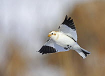 Snow Bunting (Plectrophenax nivalis) male flying, Helsinki, Finland March