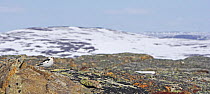 Snow Bunting (Plectrophenax nivalis) male, breeding plumage, Utsjoki, Finland April