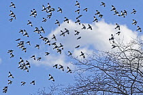 Flock of Snow Bunting ( Plectrophenax nivalis) flying, Helsinki, Finland March