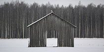 Snowy Owl (Nyctea / Bubo scandiaca) perched on wooden hut in snow, Seinäjoki, Finland, January