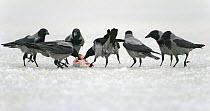 Hooded Crow (Corvus cornix) feeding on snow, Porvoo Finland, March