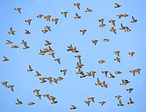 Waxwing (Bombycilla garrulus) flock in flight, Helsinki, Finland, December