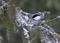 Willow Tit (Poecile montanus) perched in winter, Haukipudas, Finland, October