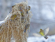 Yellowhammer (Emberiza citrinella) flock feeding on corn stook in winter, Liminka, Finland