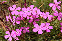 Pinks (Dianthus deltoides) in the Pyrenees mountains. Catalonia, Lerida, Spain