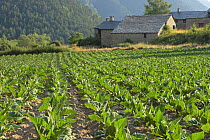 Tobacco culture and farm building in Andorra