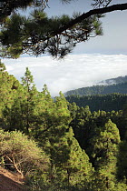 Forest of canary pines (Pinus canariensis) on La Palma. Canary Islands, Spain
