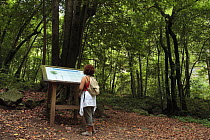 Woman reading an information sign in Laurissilva forest at Los Tilos. Las Nieves Natural Park, La Palma, Canary Islands