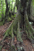 Ocotea foetens tree (Lauraceae sp) in Laurissilva forest, Los Tilos. Las Nieves Natural Park, La Palma, Canary Island, Spain