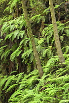 Lush ferns on a cliff-face in Laurissilva forest, Los Tilos. Las Nieves Natural Park, La Palma, Canary Island, Spain