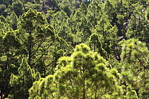 Forest of canary pines (Pinus canariensis) in Caldera de Taburiente National Park, La Palma, Canary Islands