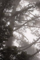 Mist in Laurissilva forest in Los Tilos, Las Nieves Natural Park. La Palma, Canary Islands