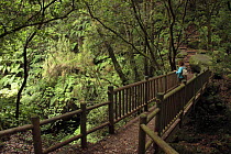 Woman on a bridge in the Laurissilva forest in Los Tilos, Las Nieves Natural Park. La Palma, Canary Islands
