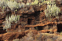 Euphorbia canariensis gorwing in the cliffs at the Coast of Hiscaguan, La Palma, Canary Islands
