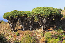 Dragon tree (Dracaena draco) on the Coast of Hiscaguan, La Palma, Canary Islands