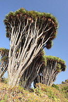 Dragon tree (Dracaena draco) on the Coast of Hiscaguan, La Palma, Canary Islands