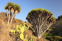 Dragon tree (Dracaena draco) and cacti on the Coast of Hiscaguan, La Palma, Canary Islands