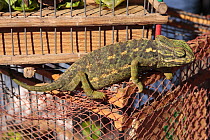 European chameleon (Chamaeleo chamaeleon) on top of his cage in Marrakech, Morocco. Captive December 2007