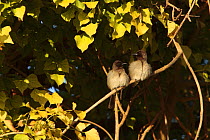 Two Common / Dark-capped Bulbuls (Pycnonotus barbatus) perched in a tree, Morocco December 2007