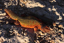 Moroccan spiny tailed lizard (Uromastyx acanthinurus nigriventris) on rocks in the High Atlas Mountains, Morocco   December 2007