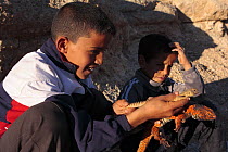 Boy with Moroccan spiny tailed lizards (Uromastyx acanthinurus nigriventris) in the High Atlas Mountains, Morocco   December 2007