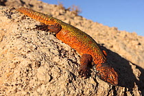 Moroccan spiny tailed lizard (Uromastyx acanthinurus nigriventris) on rocks in the High Atlas Mountains, Morocco   December 2007