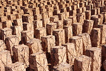 Sun-dried bricks lined up in Morocco December 2007