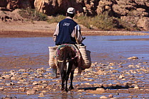 Man crossing Asif Mellah river on a donkey, Morocco December 2007