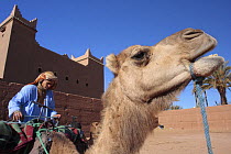 Young Berber man with Dromedary camel in MHamid, Morocco December 2007