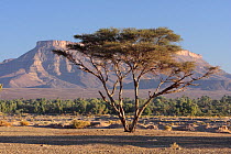 Acacia tree in Drâa valley, Morocco December 2007