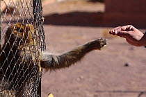 Man passing a nut to a Barbary ape (Macaca sylvanus) in a zoo, Morocco December 2007