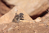 Barbary ground squirrel (Atlantoxerus getulus) beside rock in the High Atlas Mountains, Morocco December 2007