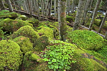 Mossy tussocks in a fir wood in Aigüestortes National Park, Lérida, Spain