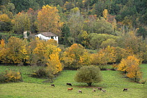 Farmhouse with cows in field. Zona Volcnica de la Garrotxa Natural Park, Gerona, Spain