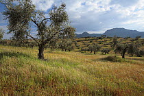 Olive grove in Sierra Grande de Hornachos Natural Park, Badajoz, Spain