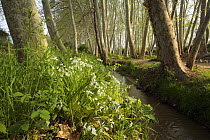 Stream flowing through a plane wood in Gallecs Natural Park, Barcelona, Spain