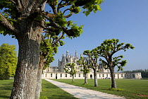 Tree-lined avenue at the Castle of Chambord, Loire Valley, France