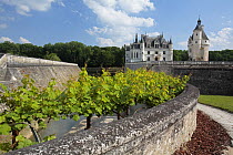Vines growing in the grounds of the Castle of Chenonceaux, Loire Valley, France
