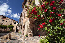 Rose bush growing around an archway in the village of Peramea in the Pyrenees mountains, Catalonia, Lerida, Spain