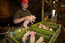 Woman picking up a piglet from a crate pig farm in the Pyrenees mountains. Catalonia, Lerida, Spain