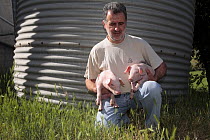 Farmer with piglets at his farm in the Pyrenees mountains, Catalonia, Lerida, Spain