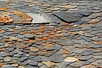 Slate tile roof with lichen in the Pyrenees mountains, Catalonia, Lerida, Spain