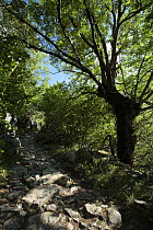 Footpath in Madriu Valley Natural Park in the Pyrenees mountains, Andorra