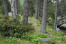 Black pine (Pinus unciata) wood beside a river in Madriu Valley Natural Park, Andorra