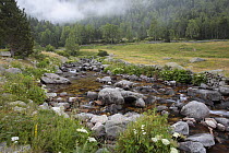 Madriu River and conifer woodland in Madriu Valley Natural Park, Andorra