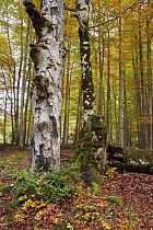 Beechwood in Ordesa y Monte Perdido National Park, Huesca, Spain